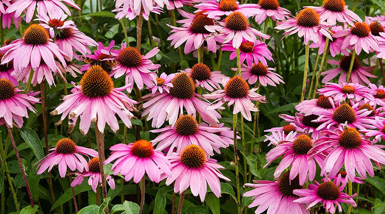 Echinacea in Fungostop Plus