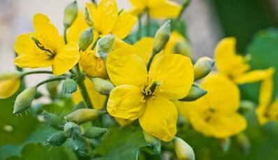 Celandine for the treatment of mushrooms